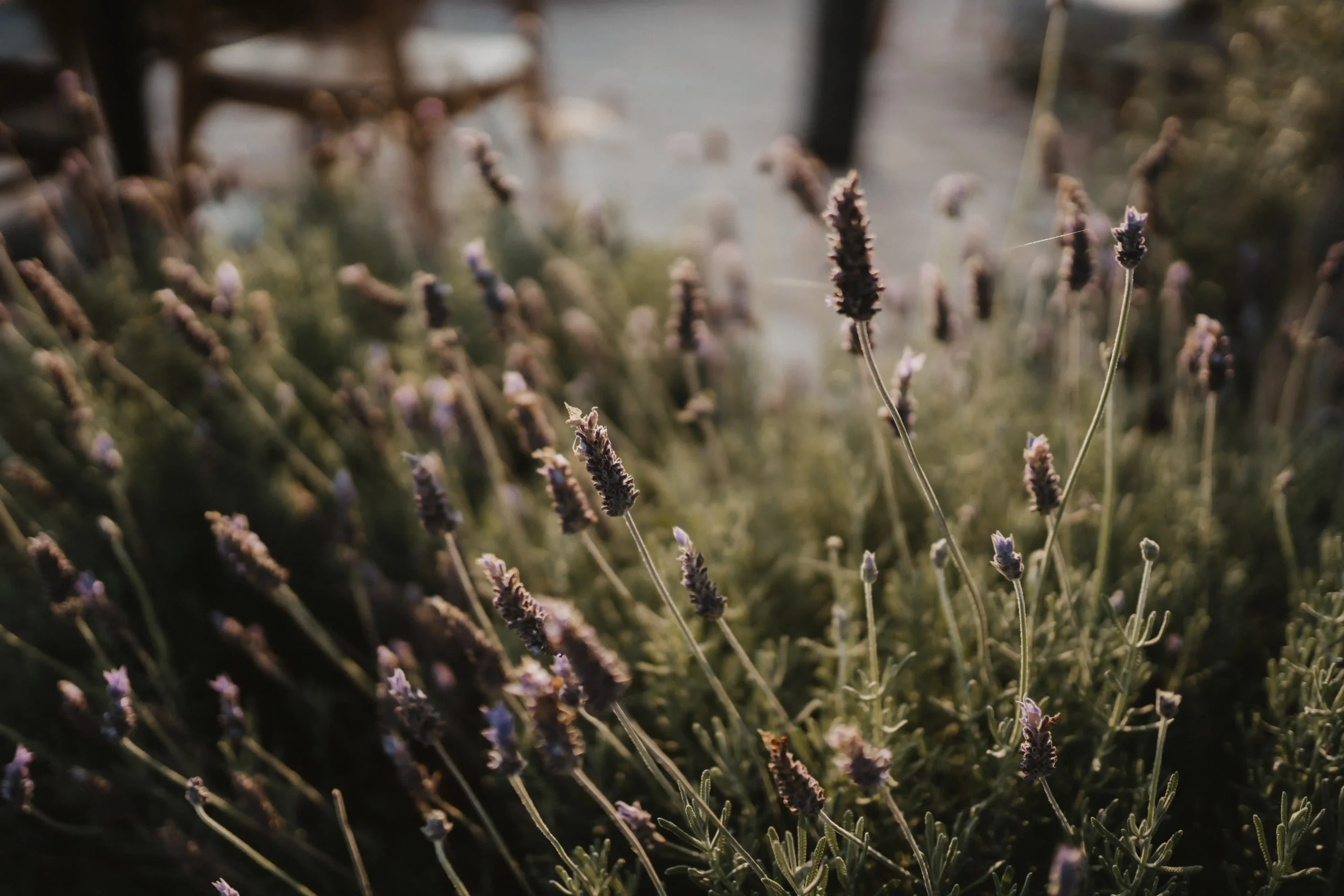 Lavender fields surrounding Nonna Bazaar © Laura Mazzello Photography for Zannier Hotels